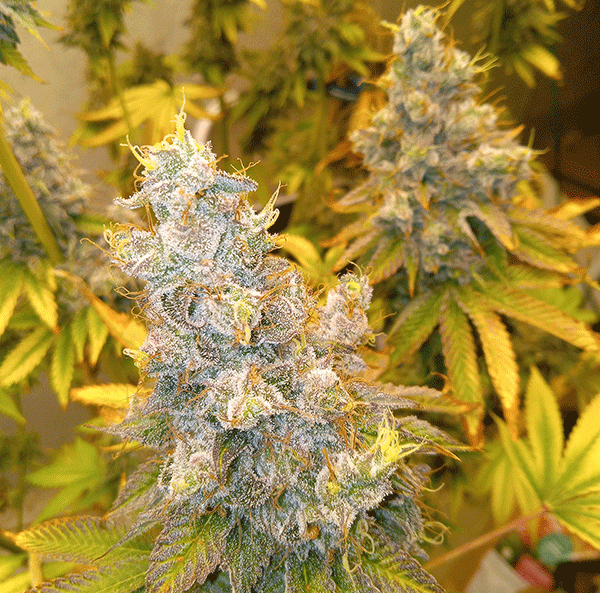 PapaBurger_BudButton