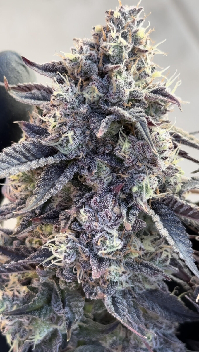 Hashburger Bud Profile pic